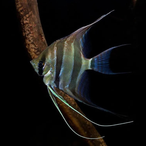 Cá thần tiên Ai Cập - Altum Angelfish