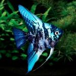 Cá thần tiên cẩm thạch - Marble Angelfish