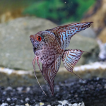 Cá thần tiên da báo - Leopard Angelfish