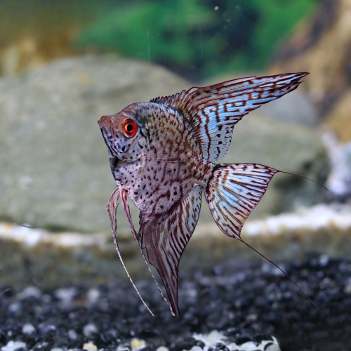 Cá thần tiên da báo - Leopard Angelfish