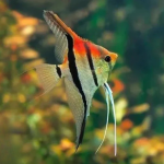 Cá thần tiên Koi Red Black - Red Black Koi Angelfish