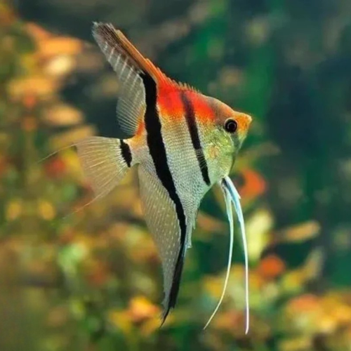 Cá thần tiên Koi Red Black - Red Black Koi Angelfish