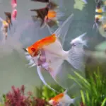 Cá thần tiên Koi Albino - Koi Albino Angelfish