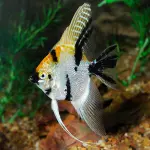 Cá thần tiên Koi 3 màu - Koi Angelfish