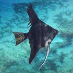 Cá thần tiên đen - Black Angelfish