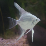 Ông tiên trắng - White Angelfish
