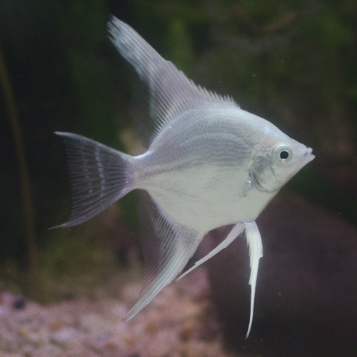 Ông tiên trắng - White Angelfish