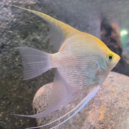 Cá thần tiên vàng kim sa - Golden Angelfish