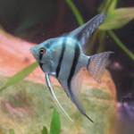 Cá thần tiên xanh - Green Ghost Angelfish