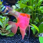 Cá thần tiên Koi Albino - Koi Albino Angelfish