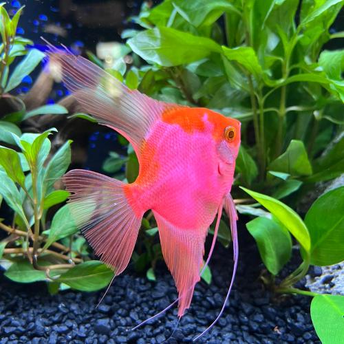 Cá thần tiên Koi Albino - Koi Albino Angelfish