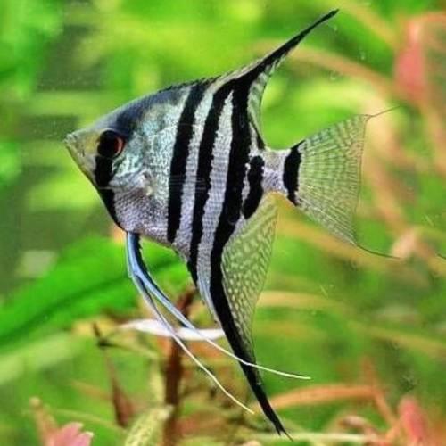 Cá thần tiên vằn - Zebra Angelfish