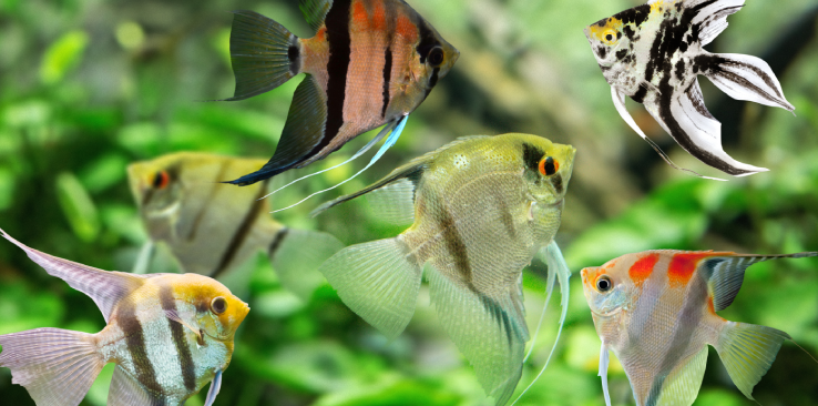 Bộ sự tập cá Thần Tiên mới nhất 2026