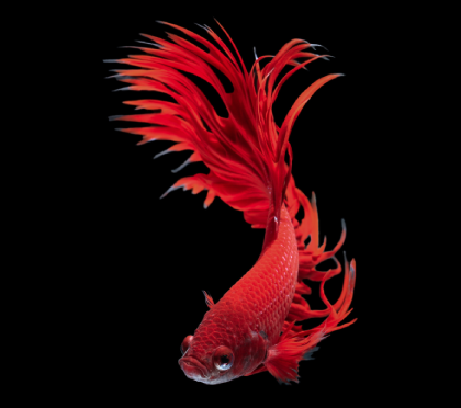 Bộ sự tập cá Betta hot nhất 2026