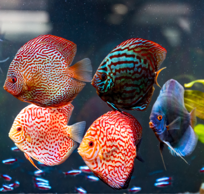 Bộ sự tập cá Dĩa mới nhất 2026