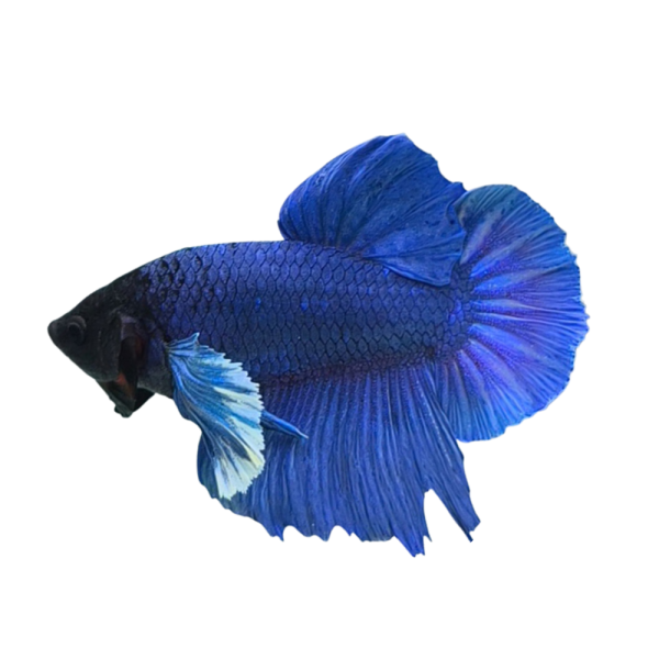 Betta Dumbo Blue-Y58T9