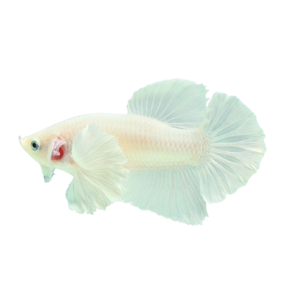 Betta Dumbo White-M62S5