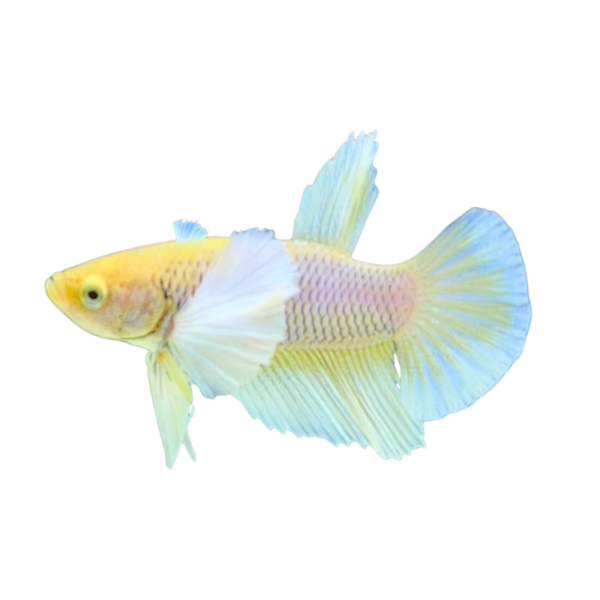 Betta Dumbo Yellow-G70C1