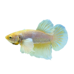 Betta Koi Nemo Candy-T73J8
