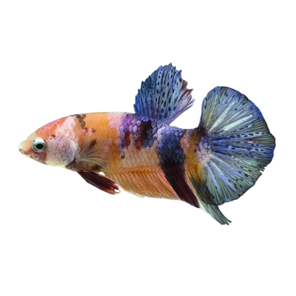 Betta Koi Nemo Metallic-S05G5