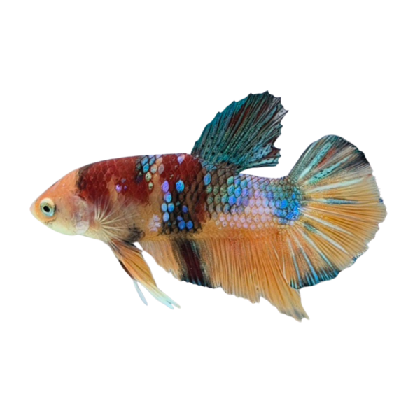 Betta Koi Nemo Candy-S16C2
