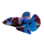 Betta Koi Nemo Metallic-J64S1