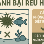 Làm thế nào để diệt rêu hại trong bể thủy sinh