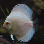 Cá Dĩa Blue Diamond - Mắt đỏ-N93U8