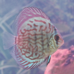 Cá Dĩa Lam Colban - Blue Solid-U59L1