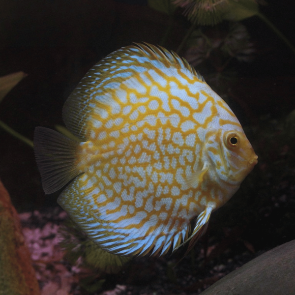 Cá Dĩa Bồ Câu Vàng-R07M0