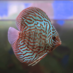 Cá Dĩa Bông Đỏ-Q98T9