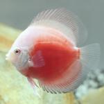 Cá Dĩa Bông Đỏ Trắng-E92N6