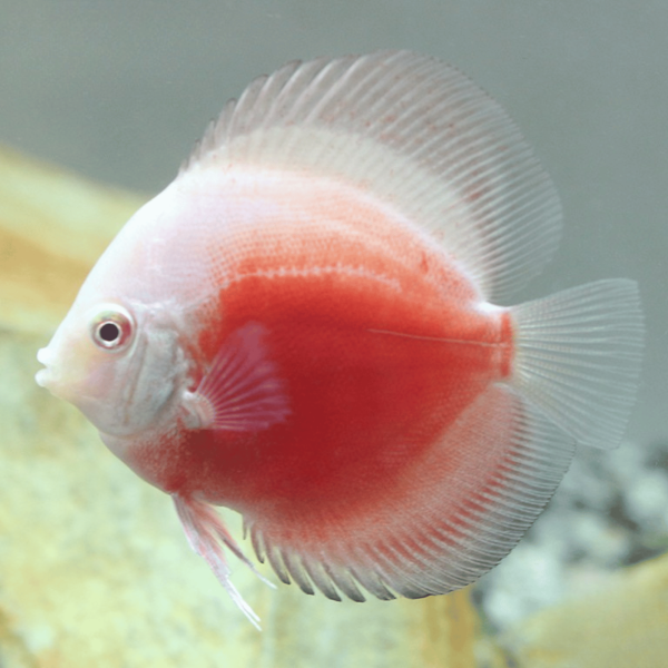 Cá Dĩa Bông Đỏ Trắng-E92N6