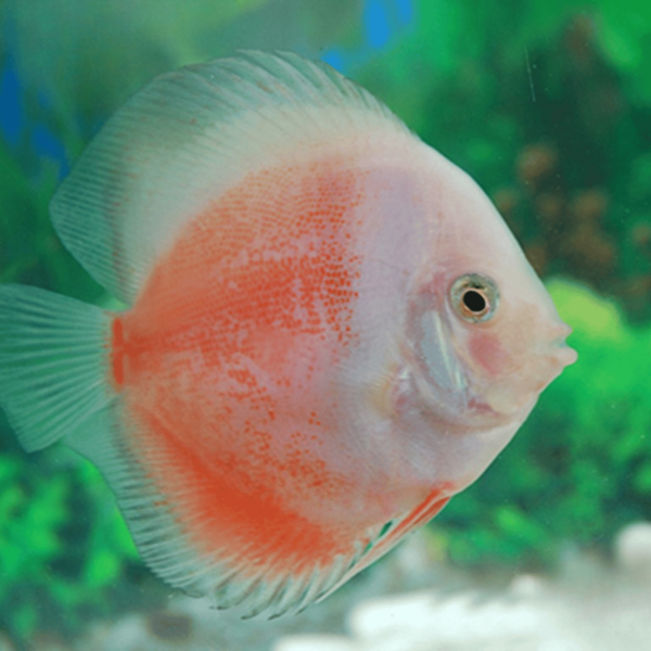 Cá Dĩa Leopard Đỏ Trắng-D47V7