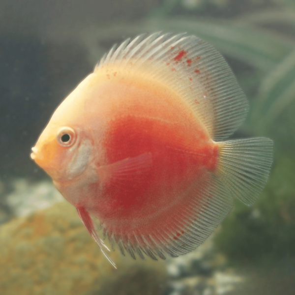 Cá Dĩa Leopard Trắng-L31F3