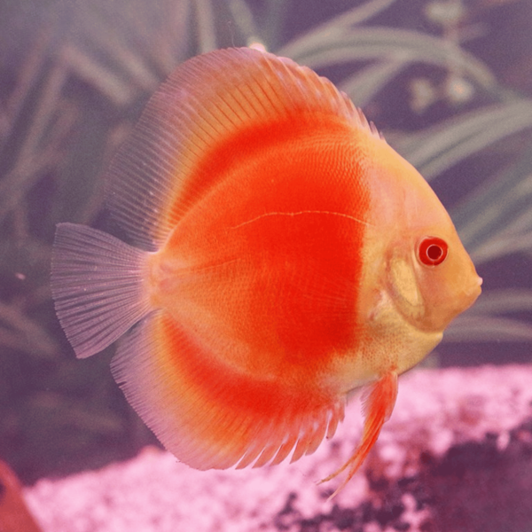 Cá Dĩa Marlboro Đỏ - Mắt đỏ-D20L3