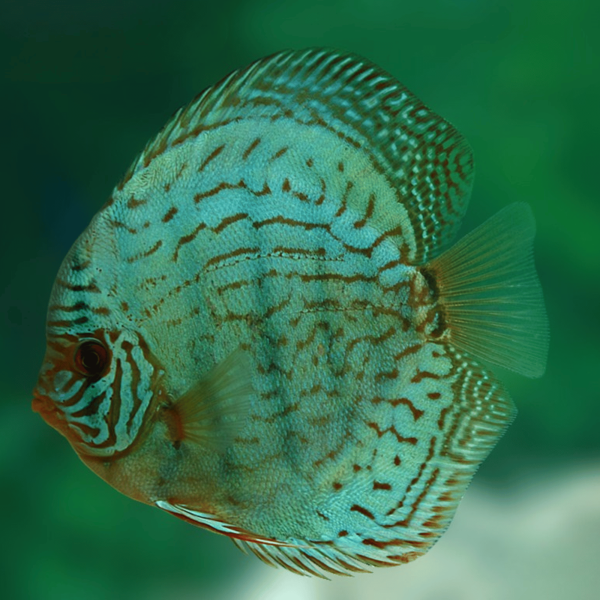 Cá Dĩa Turquoise Xanh-Z66Y7