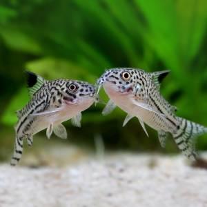 Cá Chuột (Corydoras)