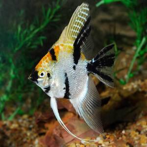 Cá thần tiên (Angelfish)