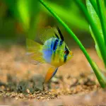 Cá phượng hoàng ngũ sắc - Electric Blue Balloon Ram
