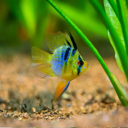 Cá phượng hoàng ngũ sắc - Electric Blue Balloon Ram