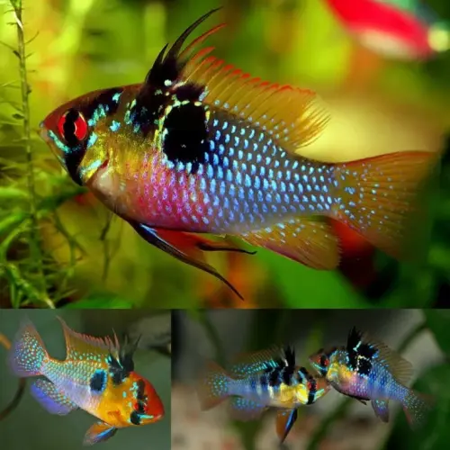 Cá phượng hoàng ngũ sắc - German Blue Ram