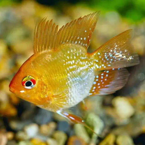 Cá phượng hoàng vàng - Gold Balloon Ram