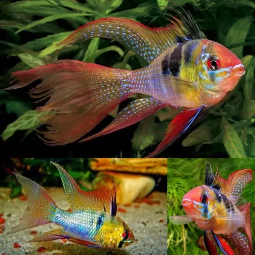 Cá phượng hoàng ngũ sắc vay dài - Long Fin Blue Ram