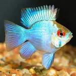 Cá phượng hoàng xanh Neon - Neon Blue Balloon Ram